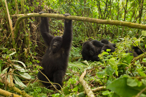 gorilla